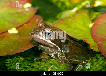 Common Frog, Rana temporaria, single adult resting in garden pond at night.  Taken June. London, UK.