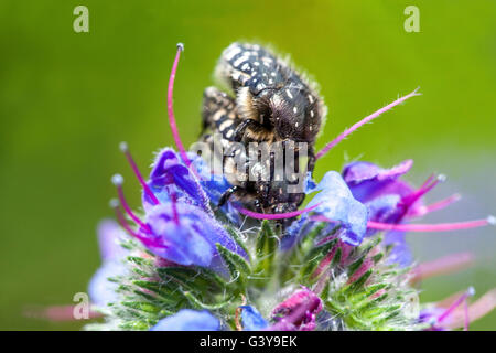 Oxythyrea funesta White-spotted Rose Beetle mating on an Echium vulgare Viper's Bugloss, mating insects-beetles Stock Photo