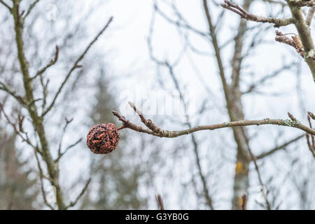 Closeup of a dried, dehumidified apple on a apple tree in the winter Stock Photo