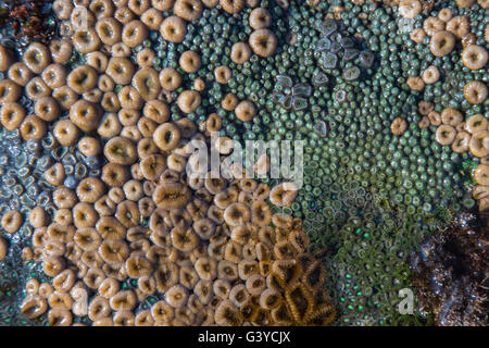 Various Zoanthids or soft coral on the rocks in the inter-tidal zone in Mozambique Stock Photo