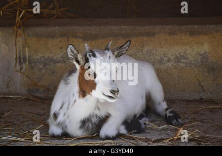 Little goat having a rest Stock Photo