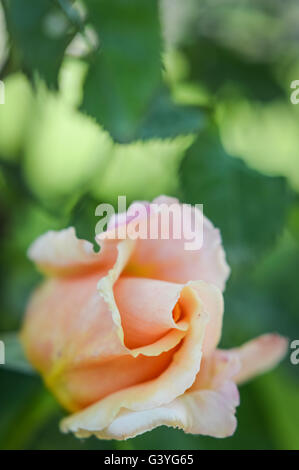 beautiful variegated pink and yellow rose Stock Photo