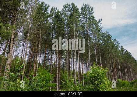 Common spruce, Picea abies, forest in Germany. Stock Photo