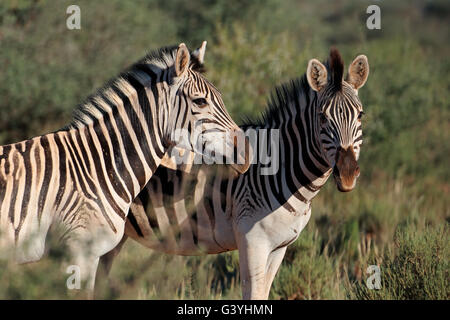 Portrait of two plains (Burchells) zebras (Equus burchelli), South Africa