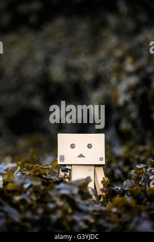 A Danbo Danboard fictional Robot Character hiding in amongst seaweed on a rocky beach Stock Photo