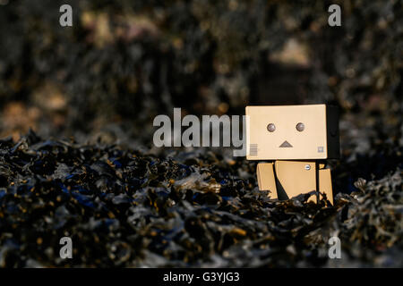 A Danbo Danboard fictional Robot Character walking through purple seaweed on a rocky beach Stock Photo