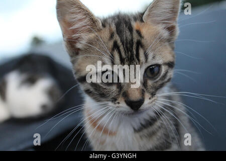 Cat on trampoline starring at camera Stock Photo