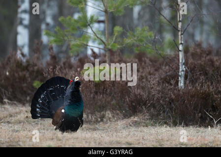Western capercaillie (Tetrao urogallus), male bird displaying. Stock Photo