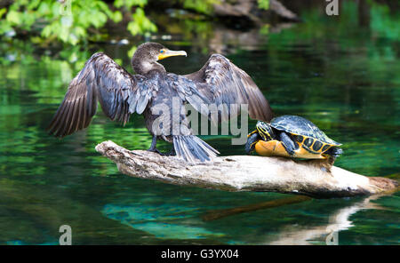 Double-Crested Cormorant sitting beside a Turtle on a tree stump along the Rainbow River Stock Photo