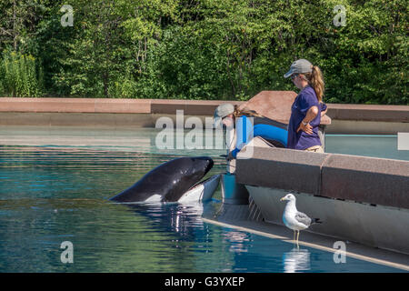 Two Trainers At Marineland Niagara Falls Ontario Canada Inspect Kiska An Orca Whale In Friendship Cove, Killer Whales Stock Photo