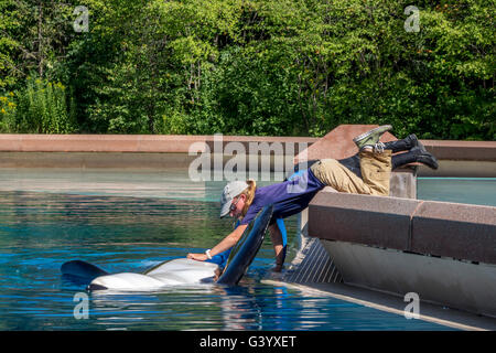 Two Trainers At Marineland Niagara Falls Ontario Canada Inspect Kiska An Orca Whale In Friendship Cove, Killer Whales Stock Photo