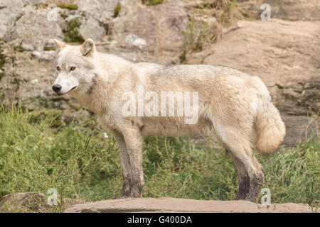 Arctic Wolf in the summer Stock Photo