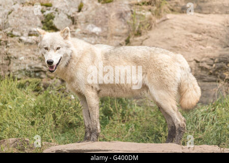 Arctic Wolf in the summer Stock Photo