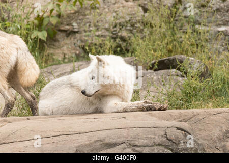 Arctic Wolf in the summer Stock Photo