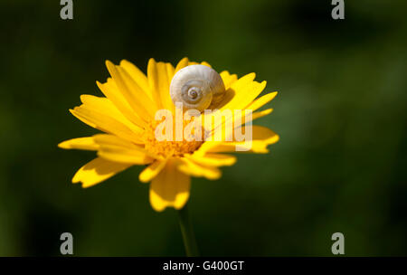 A small snail perches on a yellow daisy in Prado del Rey, Sierra de Cadiz, Andalusia, Spain Stock Photo