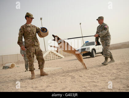 U.S. Air Force soldier takes a bite from a military working dog. Stock Photo