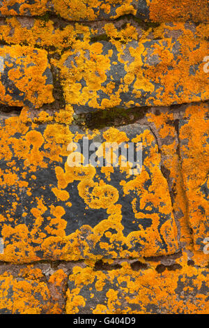 Lichen on Civilian Conservation Corps (CCC) coastal rockwork, Gooseberry Falls State Park, Minnesota Stock Photo