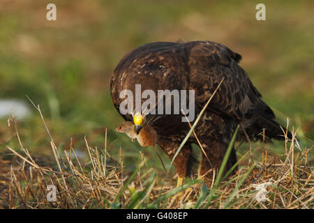 Common Buzzard (Buteo buteo) eating a mouse, the Netherlands Stock Photo