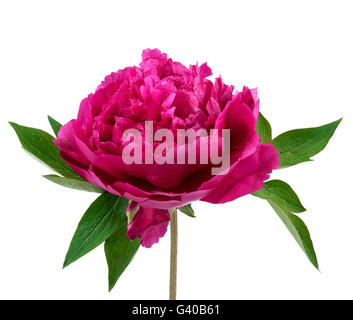 Peony flower. Pink peony isolated on white background. Stock Photo