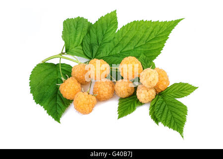 Yellow raspberries branch with leaves. Yellow raspberries isolated on white. Stock Photo