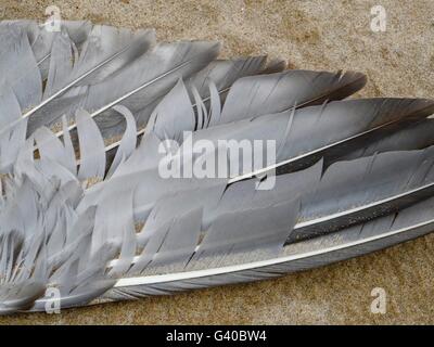 Seagull feather on beach Stock Photo