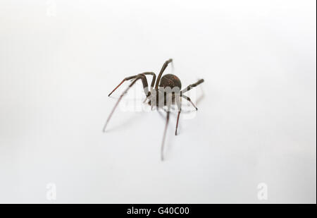 Redback Spider, Australia Stock Photo