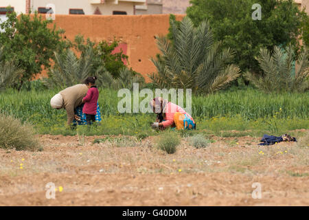 Two peasant women and child in rural Morocco gathering crops. Stock Photo