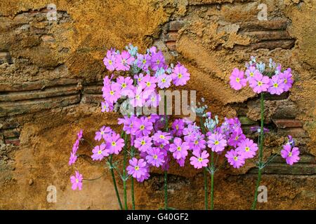 Lunaria Annua, Purple flowers on yellow wall background Stock Photo