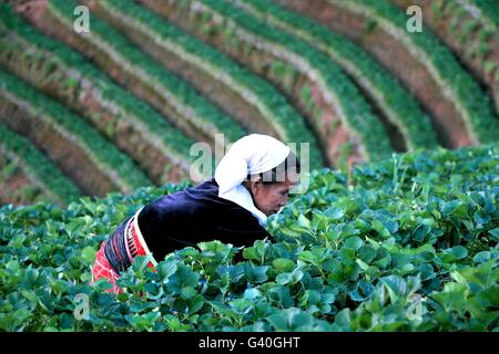 Chiang Mai, Thailand - Feb 17, 2015 : Old woman working in strawberry field at baan nolae, Royal Agricultural Station Angkhang, Stock Photo