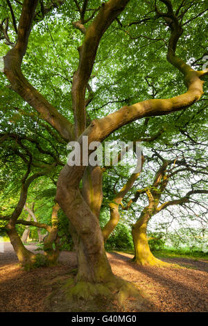Fagus sylvatica var suentelensis hi-res stock photography and images - Alamy