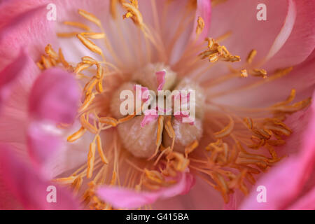 Macro of a pink Peony ( Paeonia ) showing the disk that encloses the carpels. Stock Photo