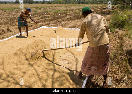 Sri Lanka, Hambantota, man raking pile of harvested rice to dry Stock Photo