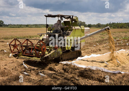 Sri Lanka, Hambantota, Claas Combine Harvester harvesting rice crop surrounded by egrets Stock Photo