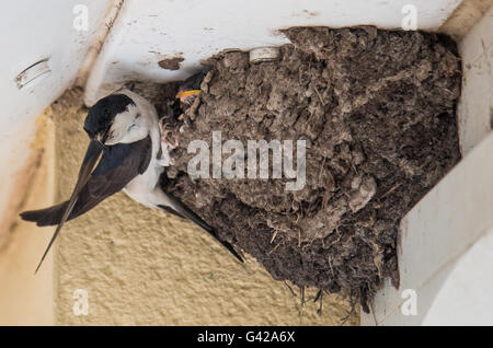 Tywyn, Wales, UK. 18th June 2016. A House Martin returns to it's nest ...