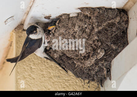 Tywyn, Wales, UK. 18th June 2016. A House Martin returns to it's nest to feed it's chicks. House Martins have been in decline and are on the 'Amber' list of 'Birds of Conservation Concern'. The British Trust for Ornithology are carrying a nest survey. You can take part at www.BTO.org Credit: Jon Freeman/Alamy Live News Stock Photo