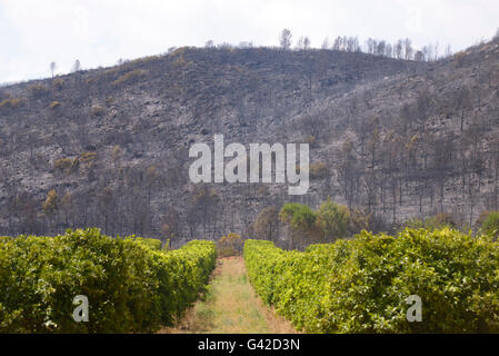 Carcaixent, Valencia, Spain. 18th June, 2016. Contrasting colors of burnt forest and orange grove of San Blas, Carcaixent, Valencia, Spain, Europe Credit:  Salva Garrigues/Alamy Live News Stock Photo