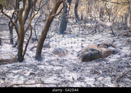 Carcaixent, Valencia, Spain. 18th June, 2016. Ash and charred tree trunks in the forest floor of San Blas, Carcaixent, Valencia, Spain, Europe Credit:  Salva Garrigues/Alamy Live News Stock Photo