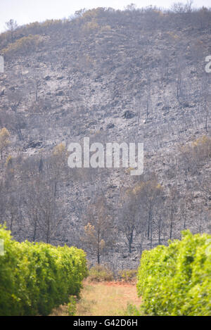 Carcaixent, Valencia, Spain. 18th June, 2016. Contrasting colors of burnt forest and orange grove of San Blas, Carcaixent, Valencia, Spain, Europe Credit:  Salva Garrigues/Alamy Live News Stock Photo