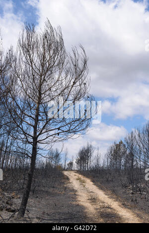 Carcaixent, Valencia, Spain. 18th June, 2016. Contrasting colors of dirt road and burned forest after the fire of San Blas, Carcaixent, Valencia, Spain, Europe Credit:  Salva Garrigues/Alamy Live News Stock Photo