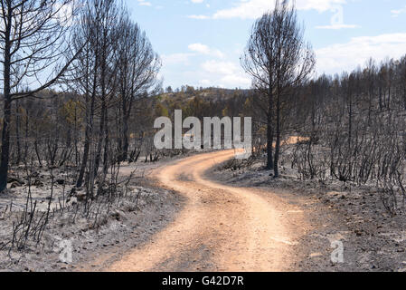 Carcaixent, Valencia, Spain. 18th June, 2016. Contrasting colors of dirt road and burned forest after the fire of San Blas, Carcaixent, Valencia, Spain, Europe Credit:  Salva Garrigues/Alamy Live News Stock Photo