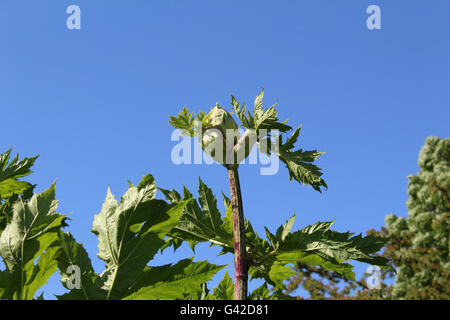 Dalry, North Ayrshire, Scotland, 18th June, 2016. Giant Hogweed growing ...