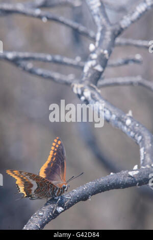 Carcaixent, Valencia, Spain. 18th June, 2016. Butterfly on a branch after the fire burned San Blas, Carcaixent, Valencia, Spain, Europe Credit:  Salva Garrigues/Alamy Live News Stock Photo
