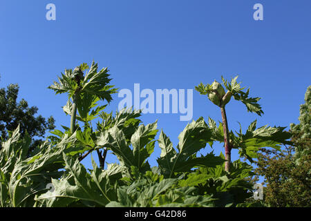 Dalry, North Ayrshire, Scotland, 18th June, 2016. Giant Hogweed growing ...