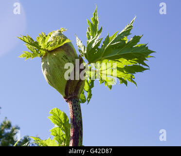 Dalry, North Ayrshire, Scotland, 18th June, 2016. Giant Hogweed growing ...