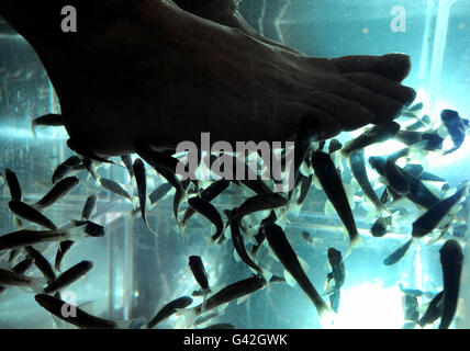 Garra rufa fish hi-res stock photography and images - Alamy