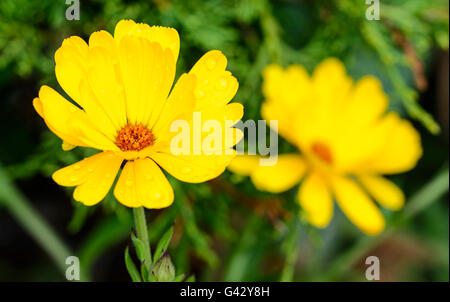 Calendula Marigold flower in early Summer in West Sussex, England, UK. Yellow Calendula Marigold flower close up. Stock Photo