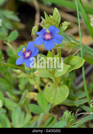 Blue Pimpernel - Anagallis arvensis foemina Small Blue Flower Stock Photo