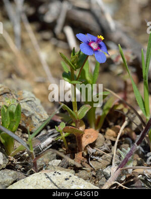 Blue Pimpernel - Anagallis arvensis foemina Small Blue Plant Stock Photo