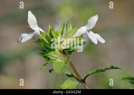 Great Hedge-nettle or Prasium - Prasium majus  from Cyprus Stock Photo