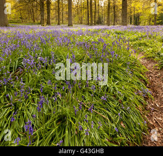 A leafy path leading through a Bluebell wood Stock Photo